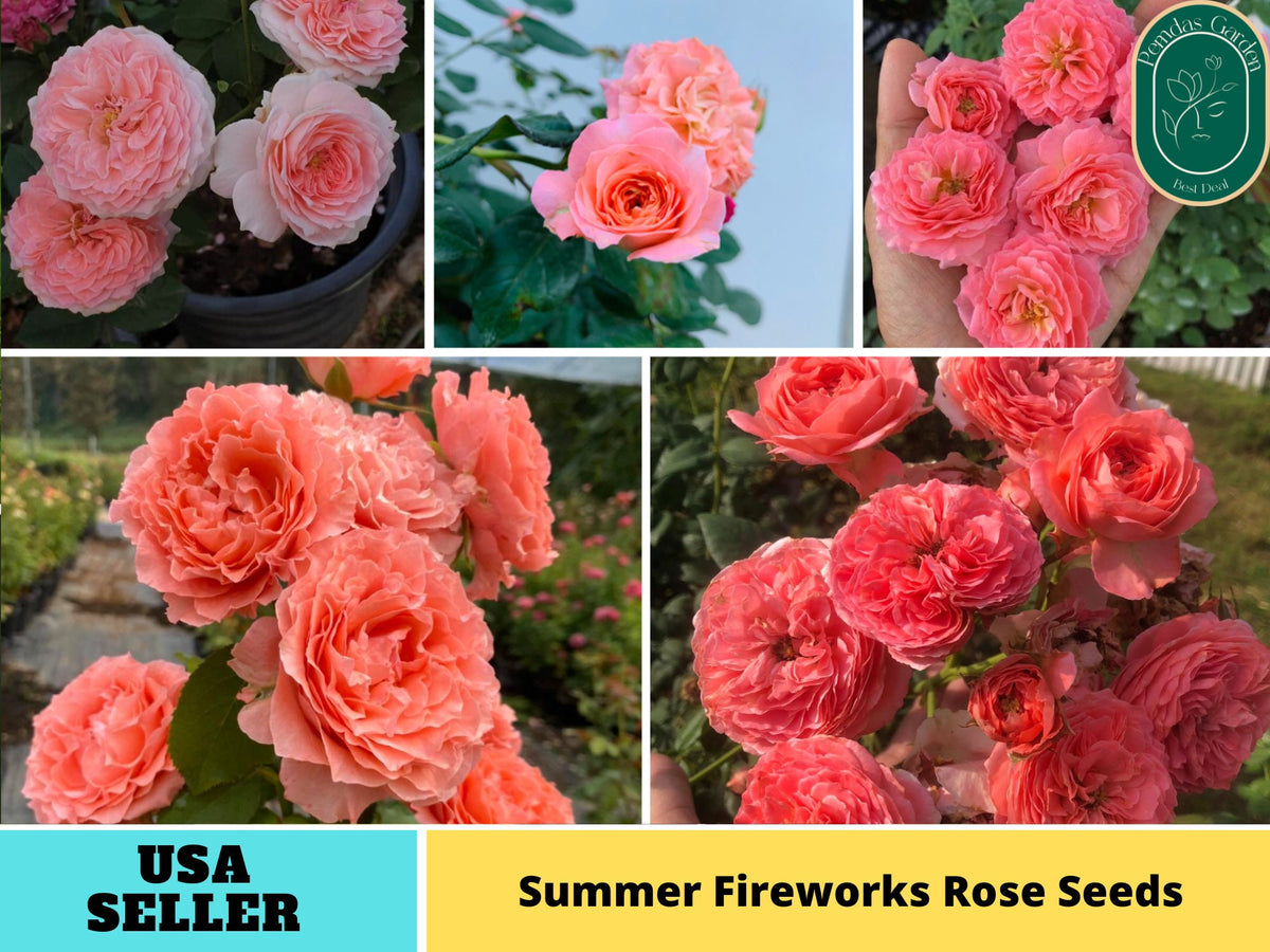 30+ Seeds| Summer Fireworks Rose Seeds#1181