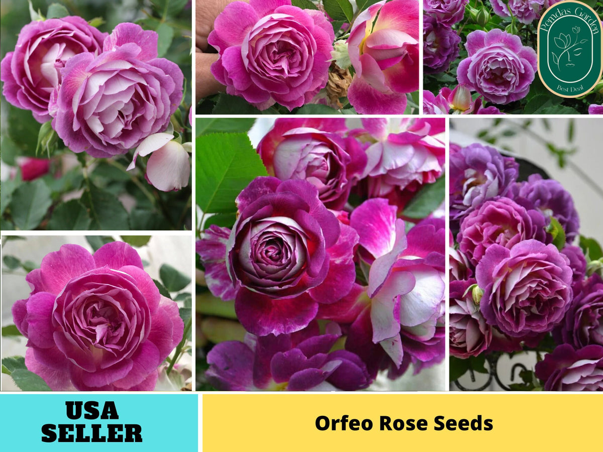 30+ Seeds| Orfeo Rose Perennial Seeds#1182
