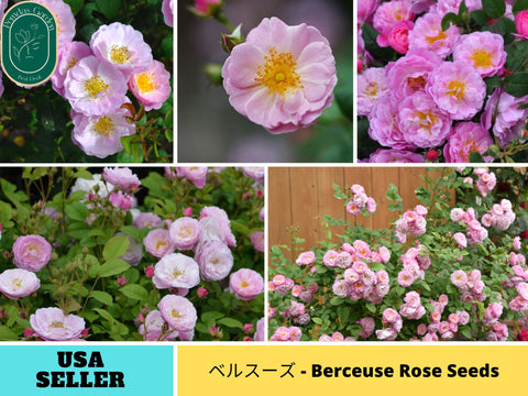 30+ Seeds| ベルスーズ - Berceuse Perennial Rose Seeds#1186