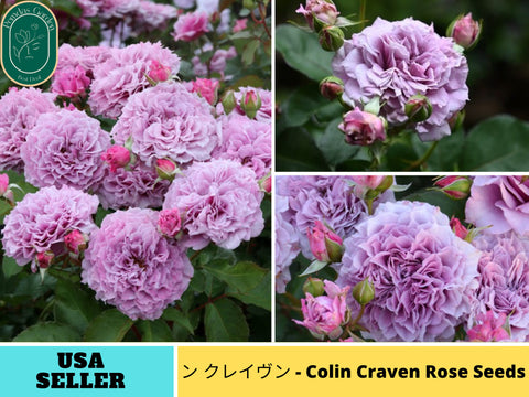 30+ Seeds| コリン クレイヴン - Colin Craven Perennial Rose Seeds#1189