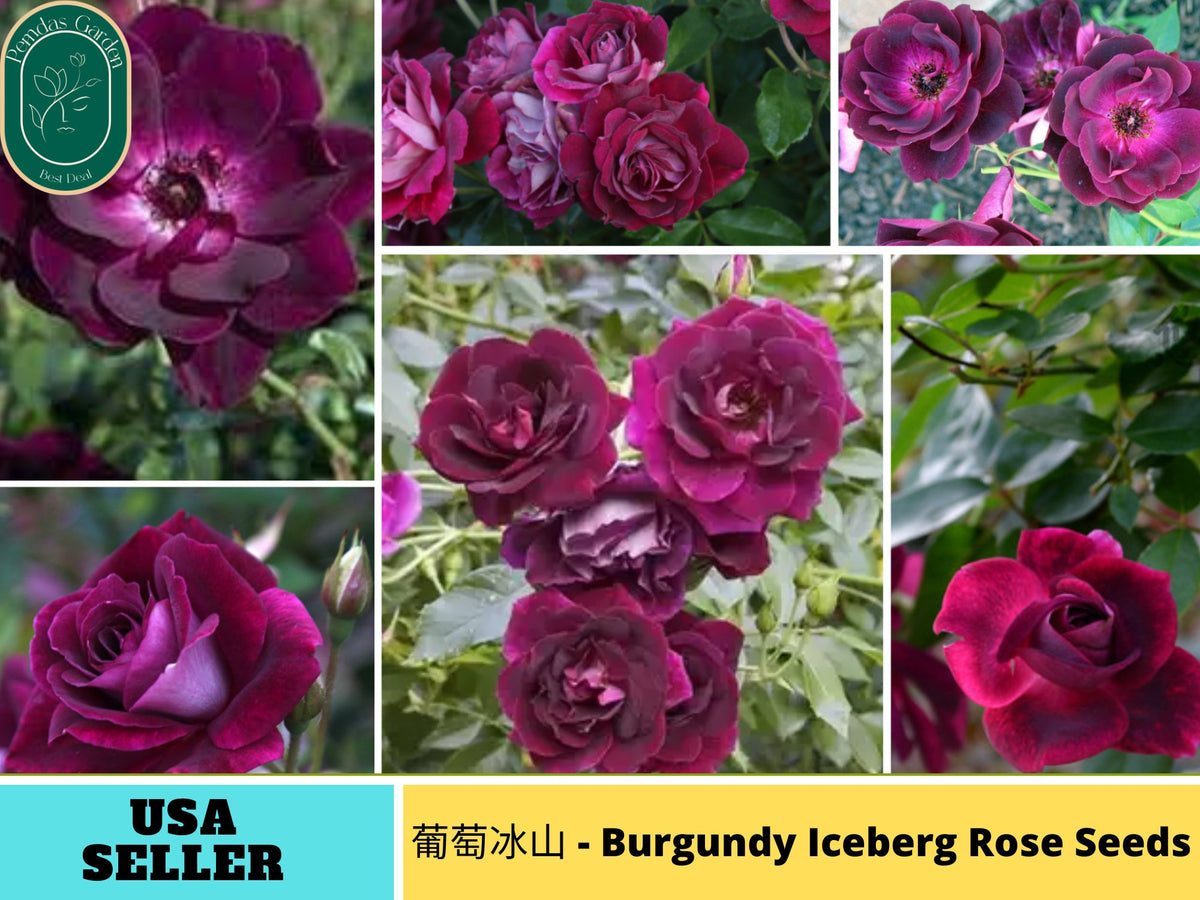 30+ Seeds| 葡萄冰山 - Burgundy Iceberg Perennial Rose Seeds-#1190
