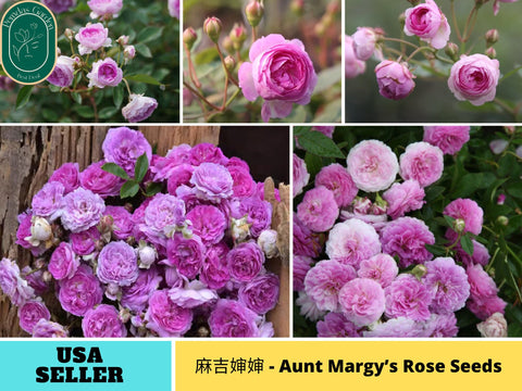 32+ Seeds|麻吉婶婶 - Aunt Margy’s Perennial Rose Seeds-#1193