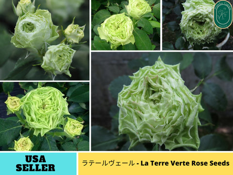 30+ Seeds| ラテールヴェール - La Terre Verte Perennial Rose Seeds#1197