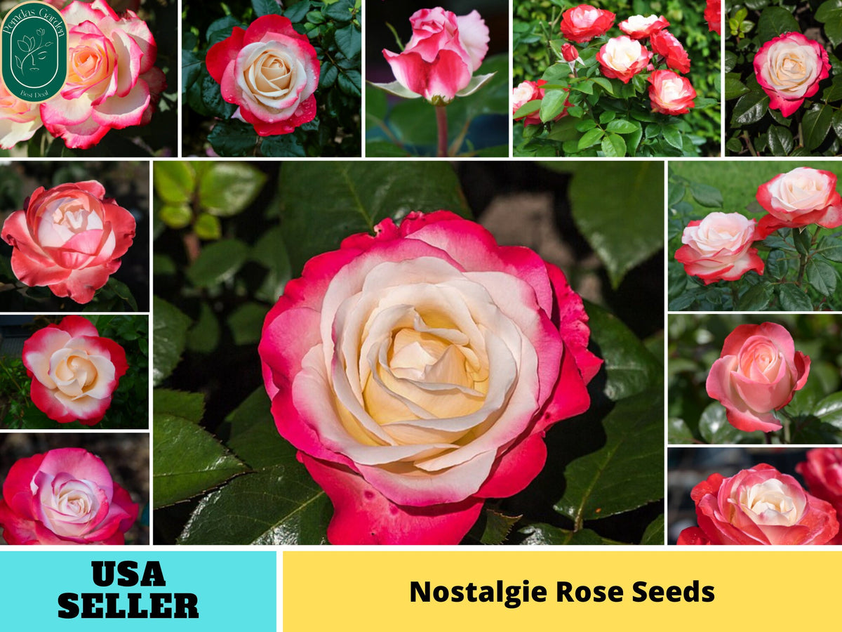 30+ Seeds| バラ ノスタルジー  - Nostalgie Perennial Rose Seeds#1199