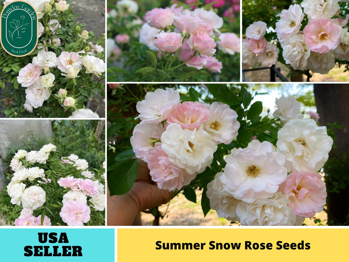 30+ Seeds| White Summer Snow Perennial Rose Seeds #1170