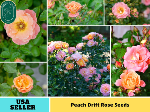 30+ Seeds| Peach Drift Rose Perennial Seeds#1171