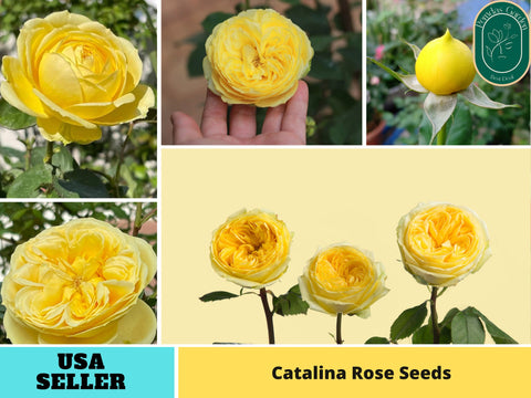 30+ Seeds| Catalina Rose Perennial  Seeds #1177
