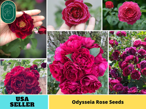 30+ Seeds| Odysseia Perennial Rose Seeds#1183