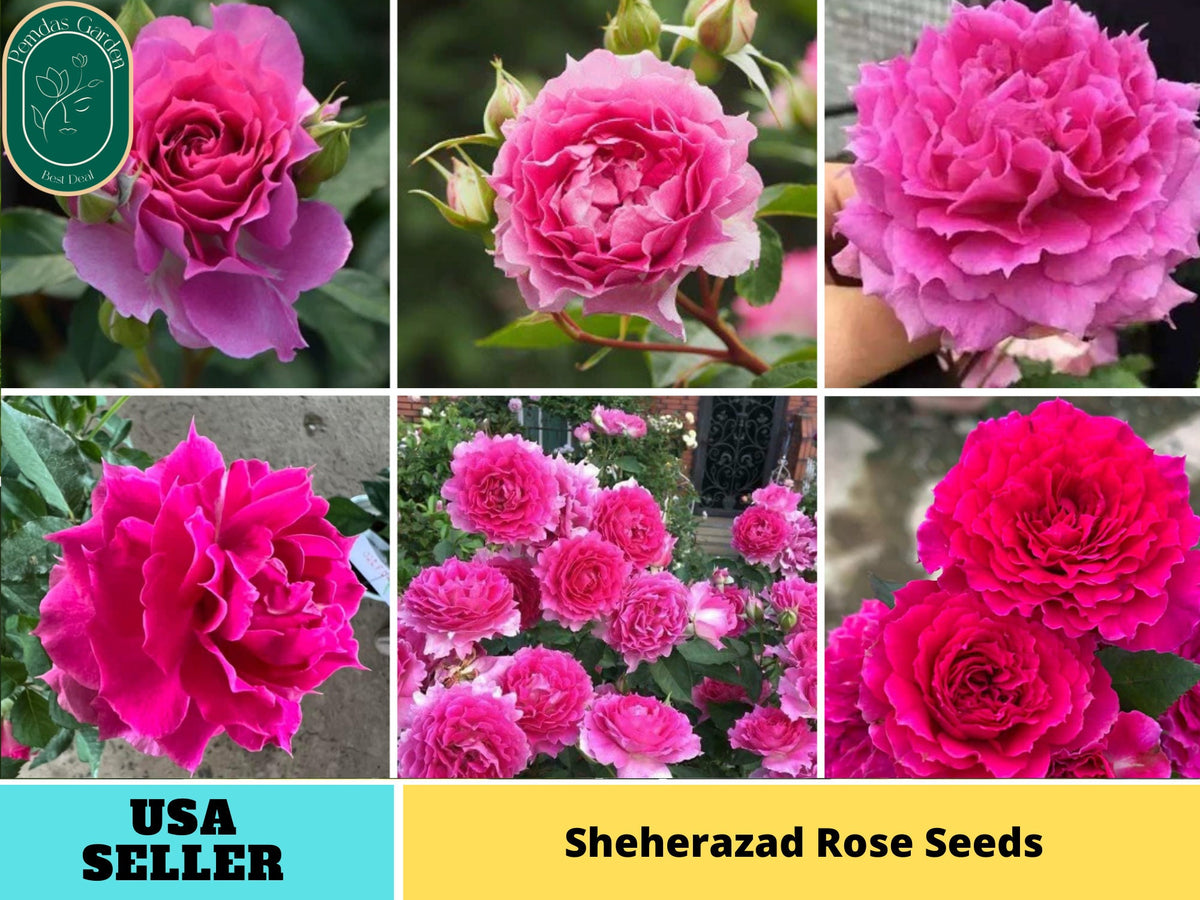 30+ Seeds| Sheherazad Perennial Rose Seeds#1184