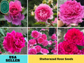 30+ Seeds| Sheherazad Perennial  Rose Seeds#1184