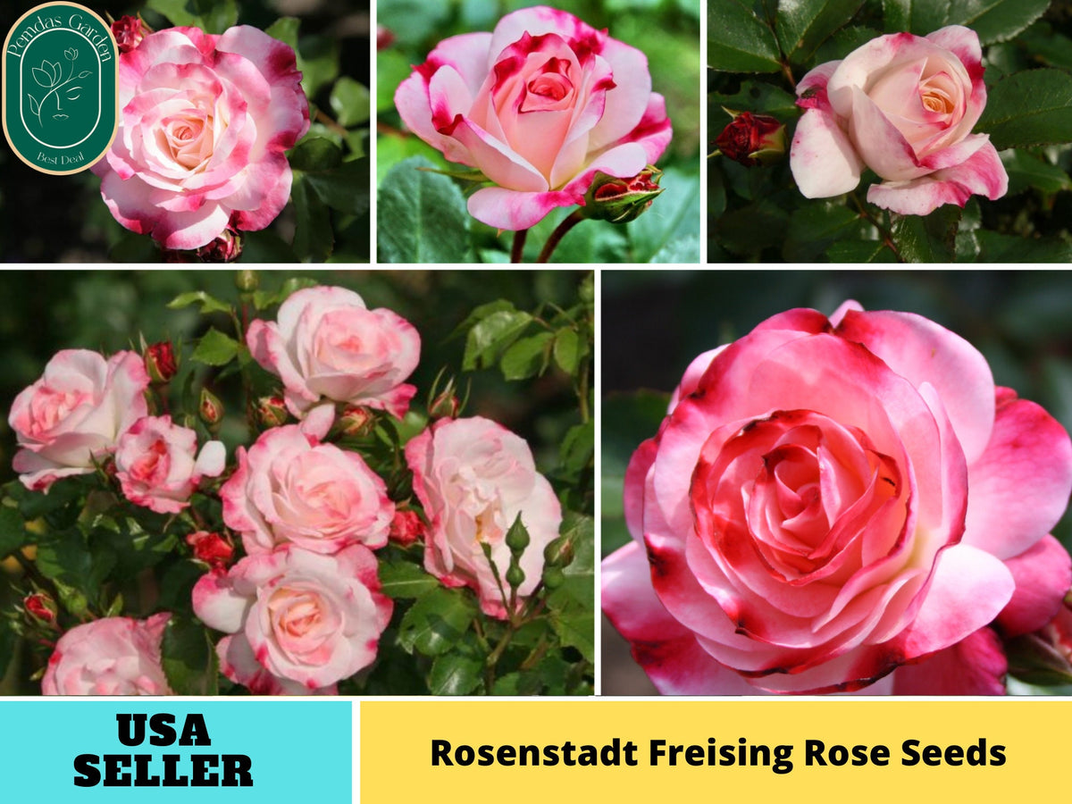 30+ Seeds| Rosenstadt Freising Perennial Rose Seeds #1185