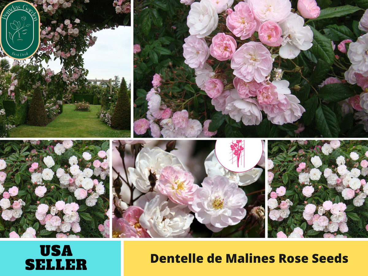 30+ Seeds| Dentelle de Malines Rose Seeds#1187