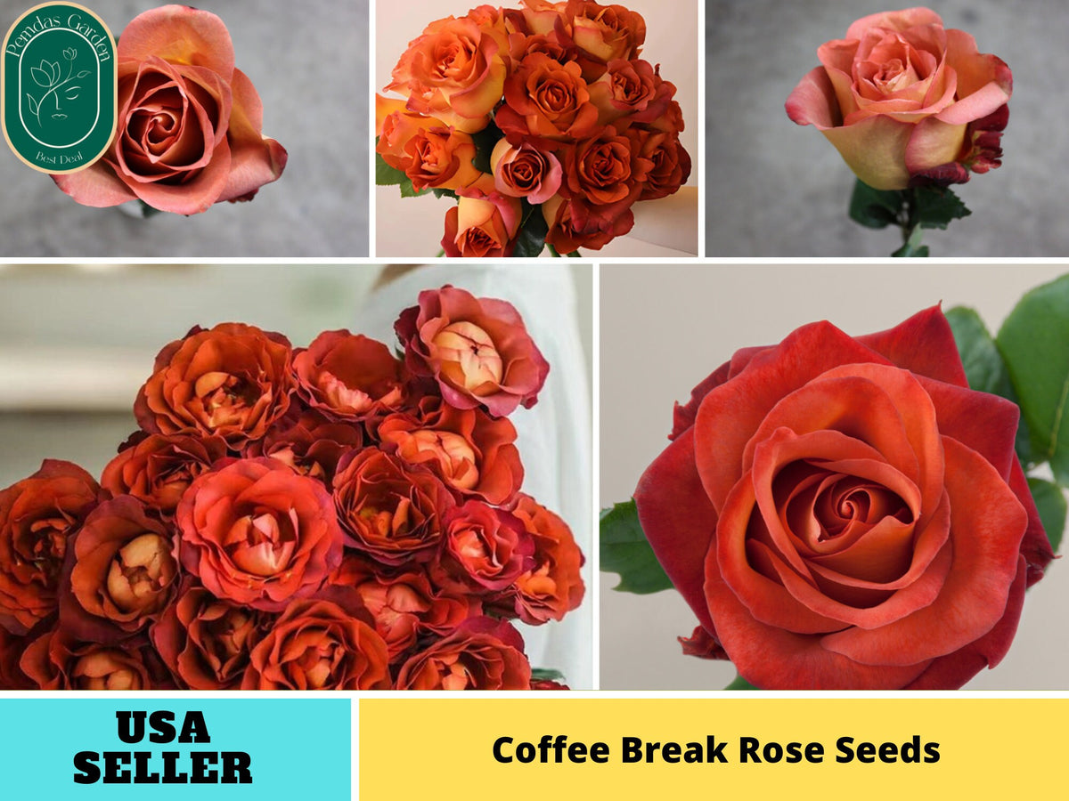 30+ Seeds| Coffee Break Perennial Rose Seeds#1188