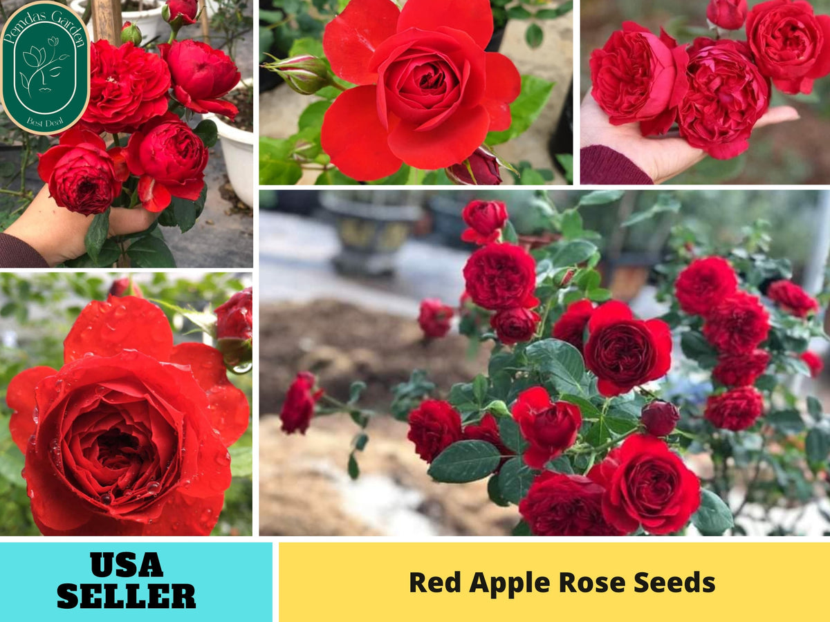 30+ Seeds| Red Apple Rose Perennial Seeds#1191