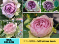30+ Seeds|Coffret コフレ珠寶盒-Perennial Rose Seeds#1194
