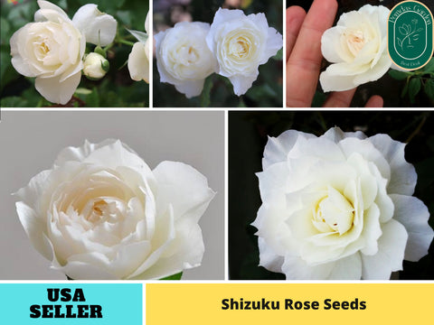 30+ Seeds| Shizuku Perennial Rose Seeds#1196