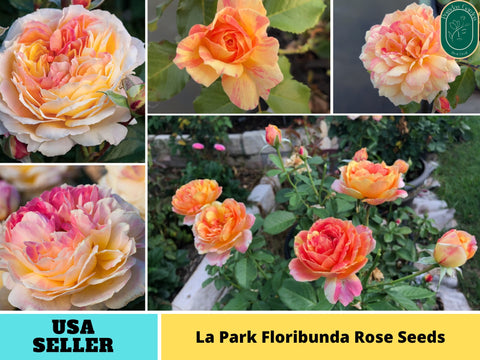 30+ Seeds| La Park Floribunda Rose Seeds#1198