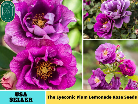 30+ Seeds| The Eyeconic Plum Lemonade Perennial Rose Seeds#1192