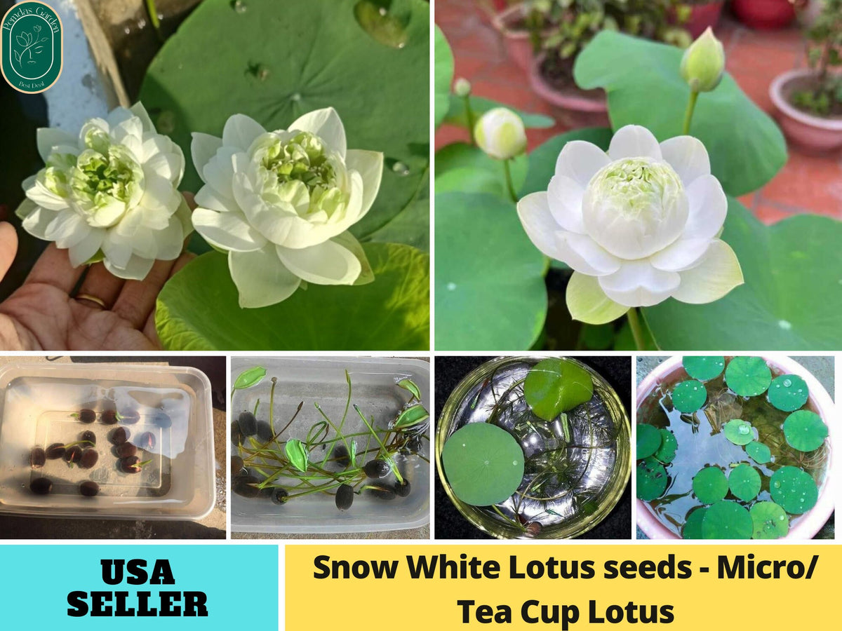 indoor mini lotus plant 5+ Rare Seeds| Snow White Lotus seeds- Micro/ Tea Cup Lotus