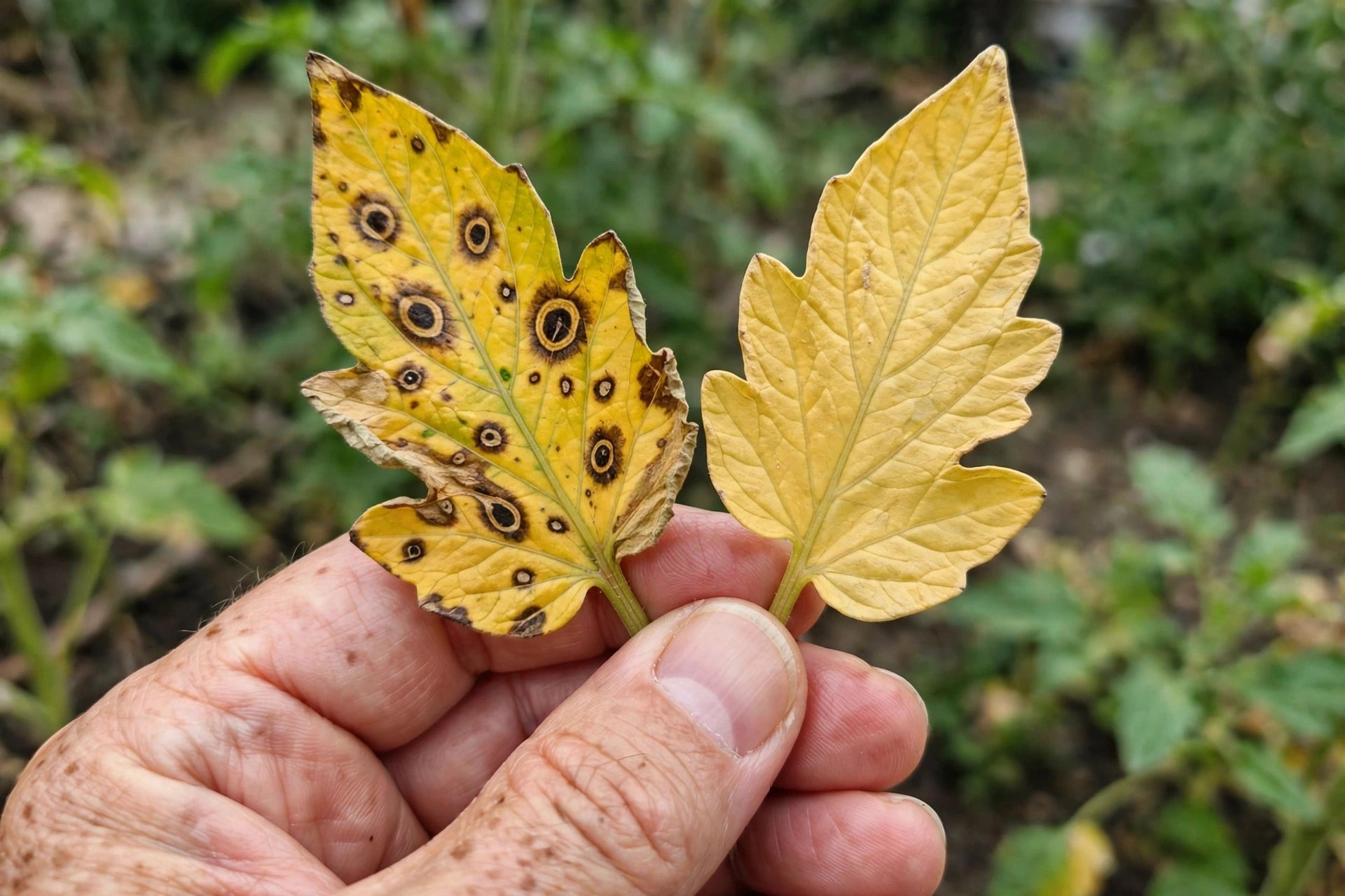Photorealistic close-up of a hand holding a yellowing tomato leaf with early blight target spots next to a uniformly yellow aged leaf for comparison, garden background, no text in image